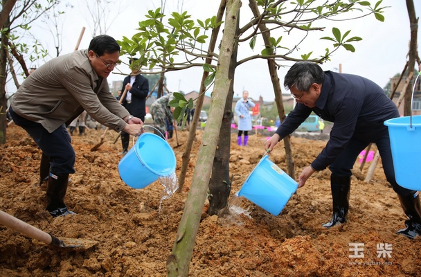 王凯(右)与苏海棠浇灌新栽树苗